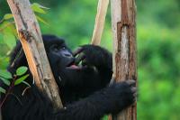 Gorillas